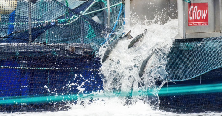 Salmon falling through a chute off of a ship