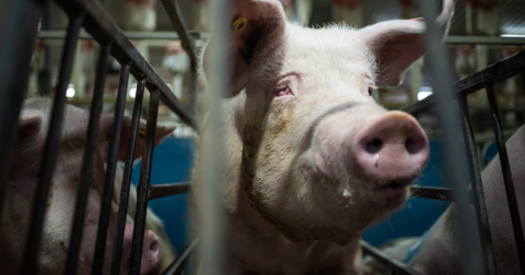 A pig in a gestation crate
