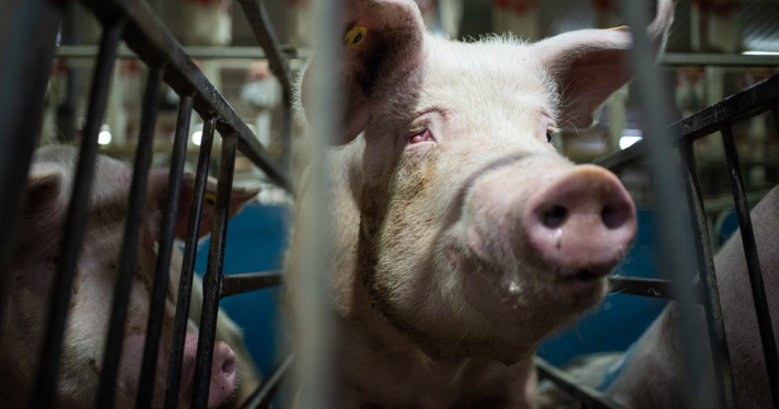 A pig in a gestation crate