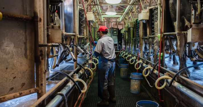A worker on a dairy farm
