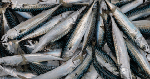A pile of caught mackarel