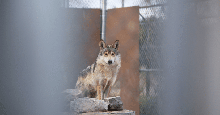 A wolf