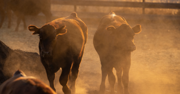 Dust rising near two cows