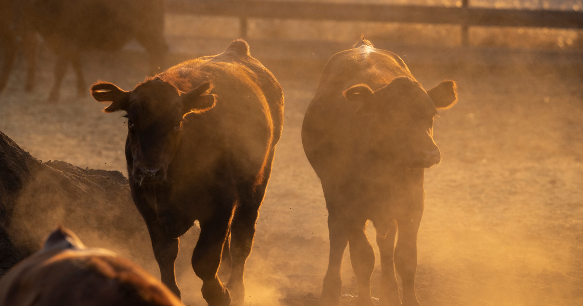 sentientmedia.org - Natasha Gilbert - Antibiotic-Resistant Genes Found in Homes Near Factory Farms